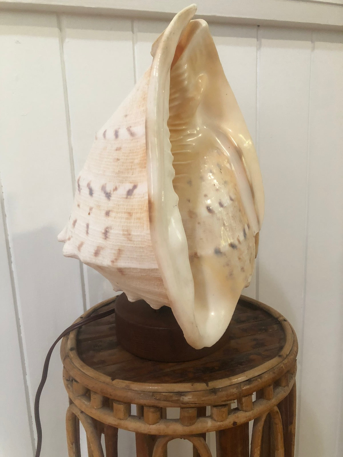 Beautiful shell lamp