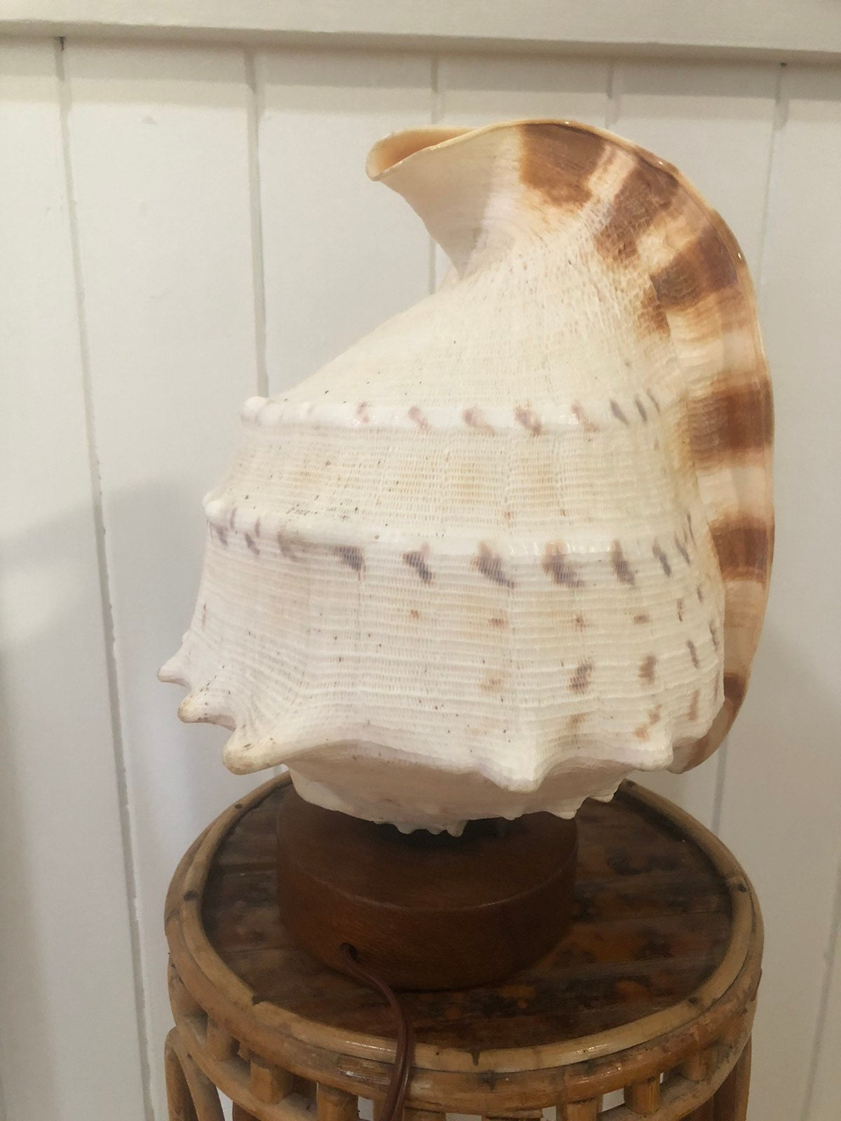 Beautiful shell lamp