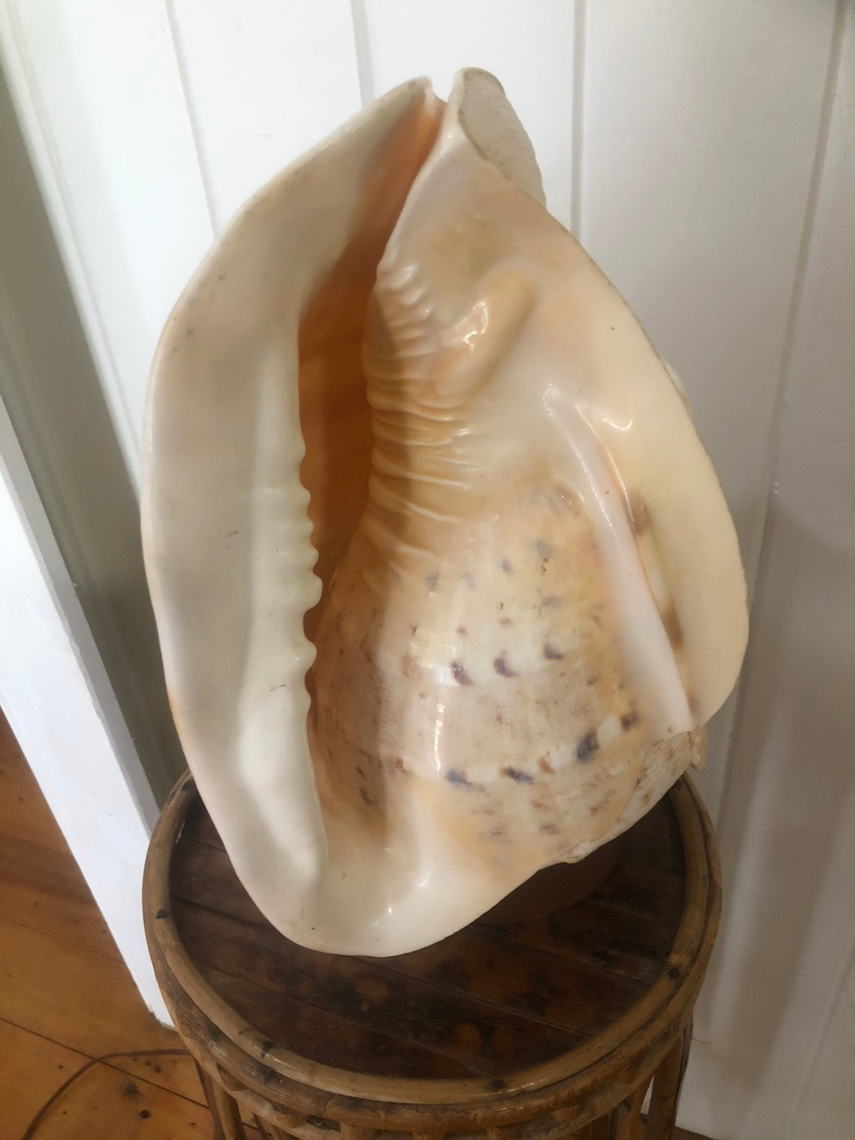 Beautiful shell lamp