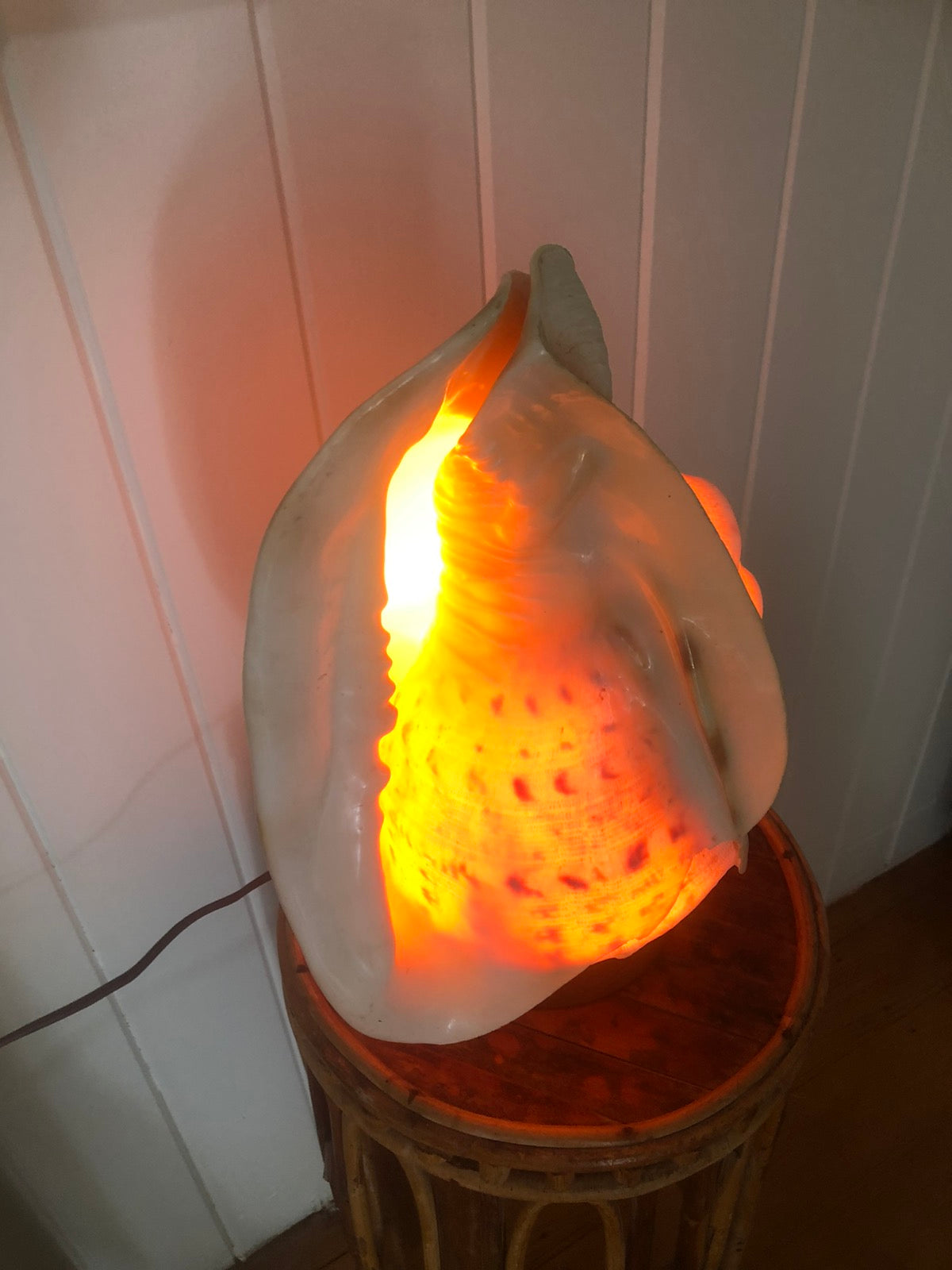 Beautiful shell lamp