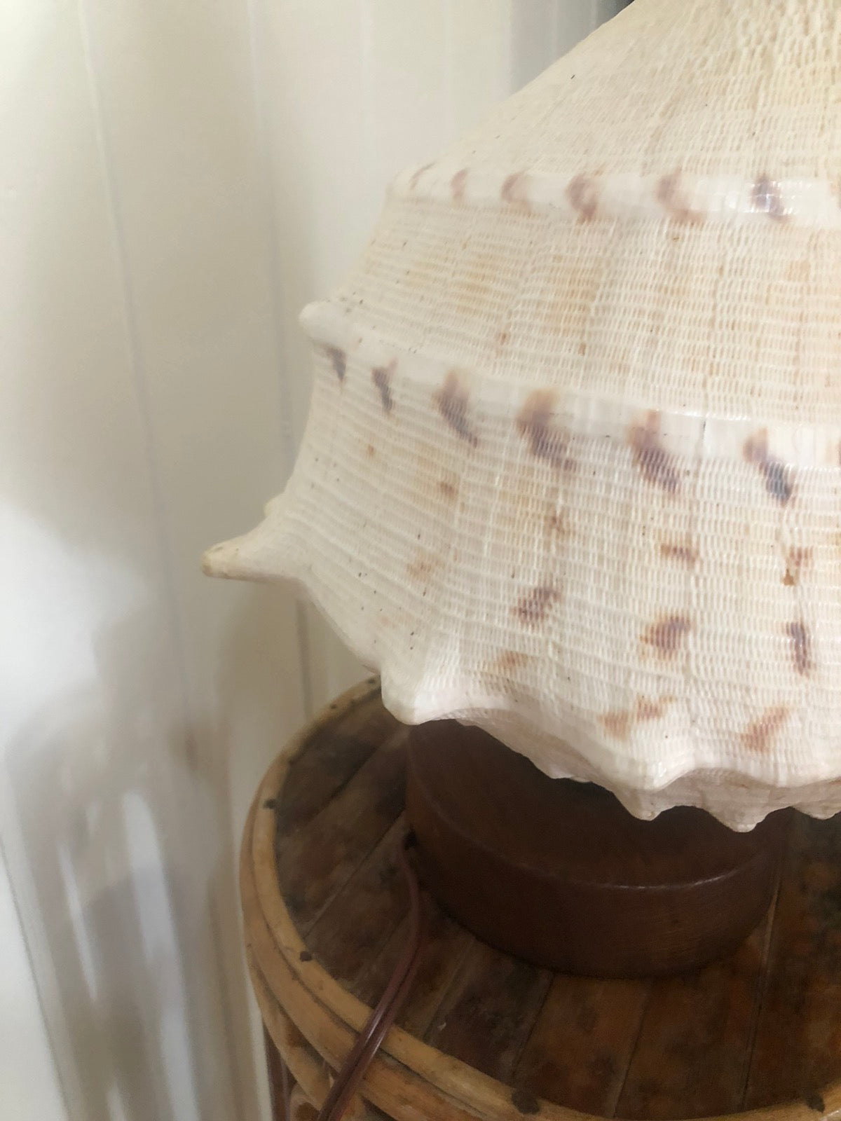 Beautiful shell lamp