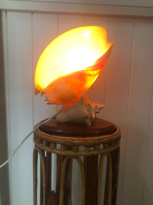 Shell lamp