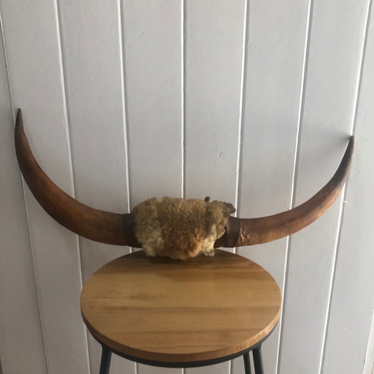 Vintage bull horns